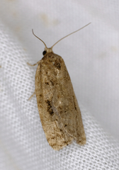 Choristoneura fumiferana