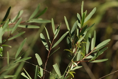 Denhamia cunninghamii