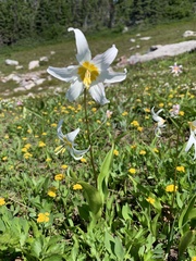 Erythronium montanum