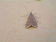 Loxostege munroealis