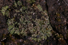 Riccia