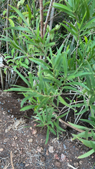 Acacia confusa