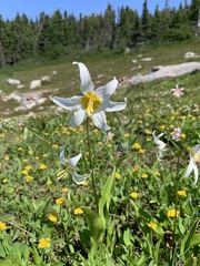 Erythronium montanum