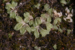 Riccia