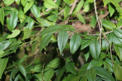 Secamone elliptica