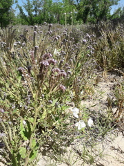 Phacelia integrifolia