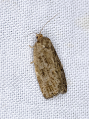 Choristoneura fumiferana