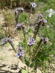 Phacelia integrifolia
