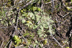 Riccia