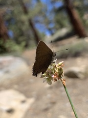 Satyrium saepium