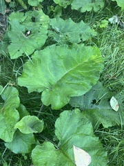 Arctium lappa
