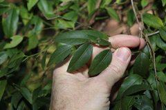 Secamone elliptica