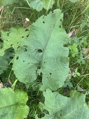 Arctium lappa