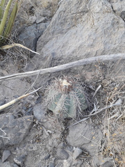 Echinocactus horizonthalonius
