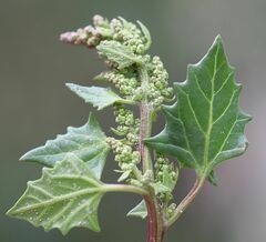 Oxybasis chenopodioides