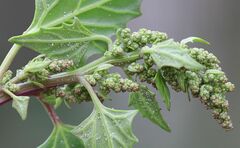 Oxybasis chenopodioides