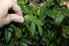 Secamone elliptica