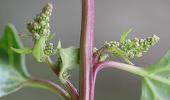 Oxybasis chenopodioides