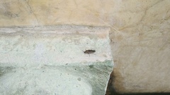 Stenomacra marginella