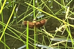 Neurothemis fluctuans