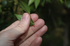 Secamone elliptica