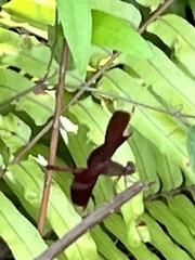 Neurothemis fluctuans