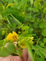 Senna obtusifolia