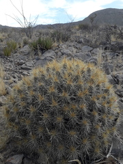Echinocereus stramineus