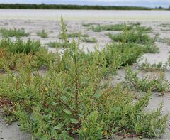 Oxybasis chenopodioides