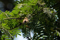 Polistes versicolor