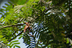 Polistes versicolor