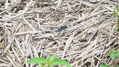 Orthetrum albistylum speciosum