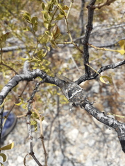 Cicadoidea