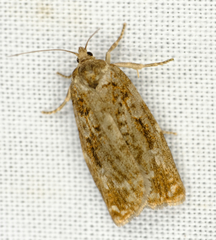 Choristoneura fumiferana