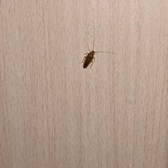 Ectobius vittiventris