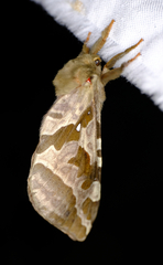 Sthenopis purpurascens