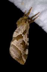 Sthenopis purpurascens
