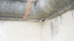 Latrodectus mactans