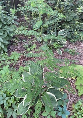Phyllanthus caroliniensis