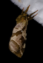 Sthenopis purpurascens