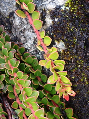 Vaccinium crenatum