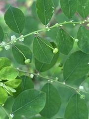 Phyllanthus caroliniensis