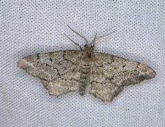 Hypagyrtis
