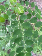 Phyllanthus caroliniensis