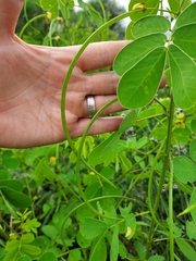 Senna obtusifolia