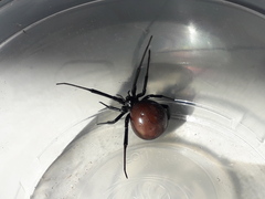 Latrodectus mactans