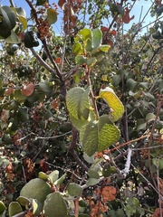 Prunus ilicifolia