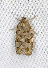 Choristoneura fumiferana