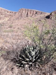 Agave parryi