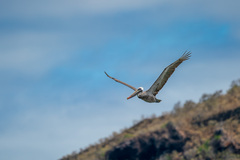 Pelecanus occidentalis urinator